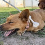 Itajaí abre credenciamento para castração com castramóvel