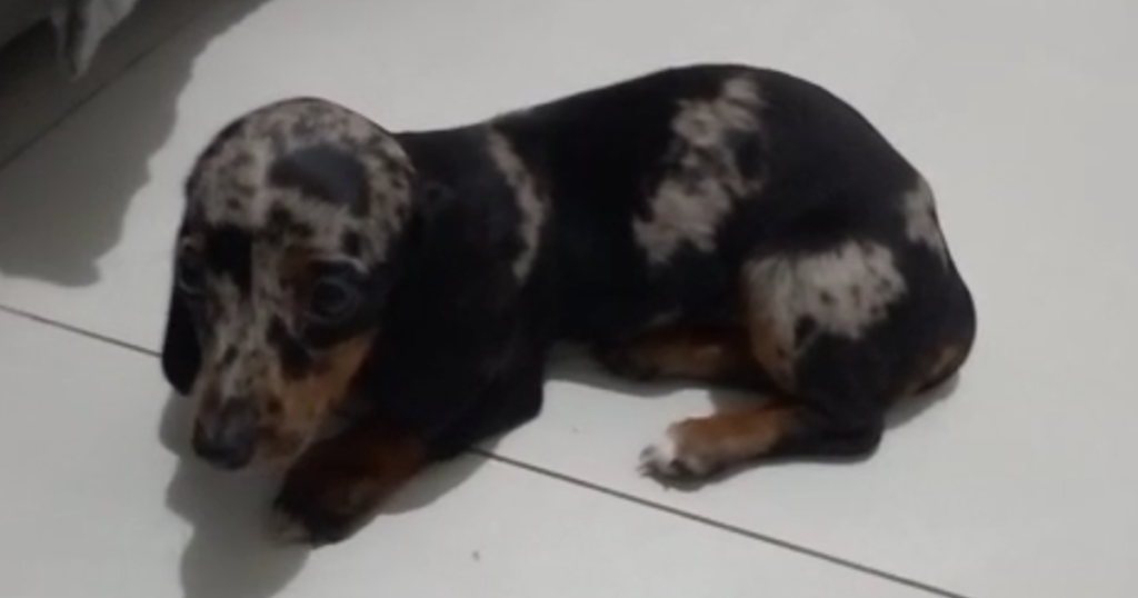 Canil de Brusque vende cães salsicha quase mortos