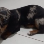 Canil de Brusque vende cães salsicha quase mortos