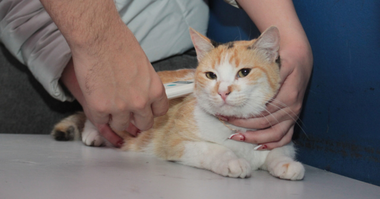 Doença transmitida por gatos já soma 41 casos em Navegantes