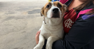 Castramóveis iniciam atendimentos de cães e gatos em Itajaí