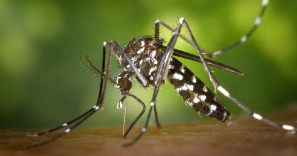 Itajaí registra queda de 90% nos casos de dengue