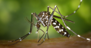 Itajaí registra queda de 90% nos casos de dengue