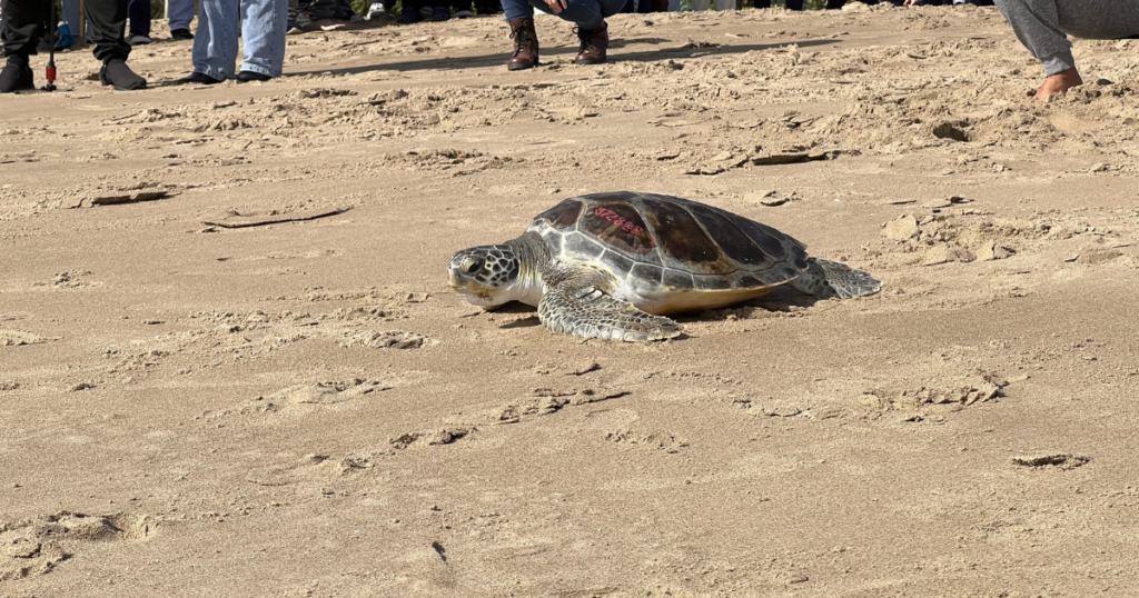 Tartaruga-verde resgatada volta ao mar em Balneário Piçarras