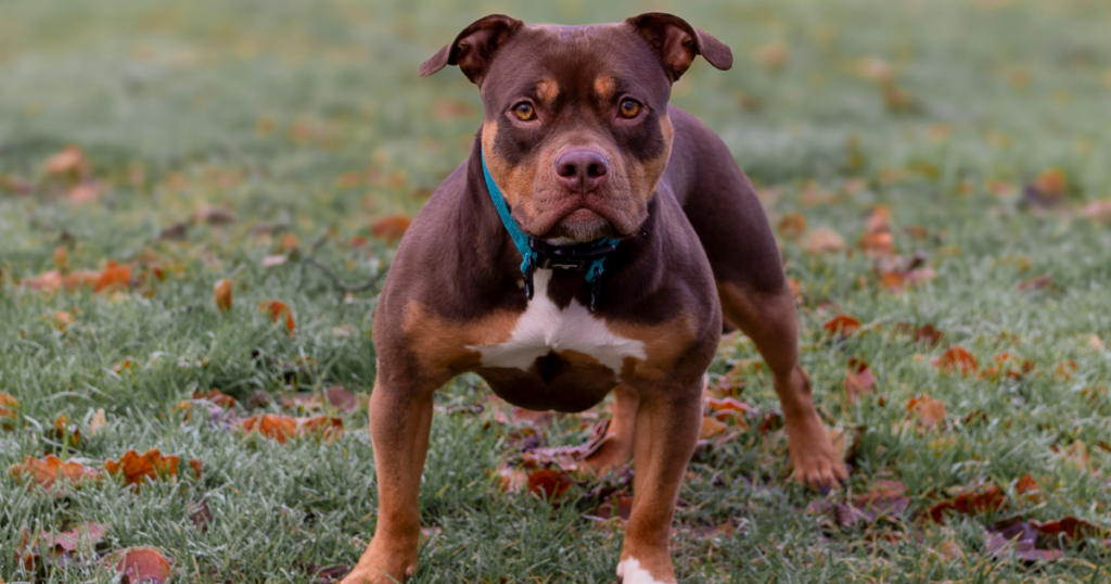 Pitbull ataca yorkshire e tutor é condenado a pagar R$ 5 mil