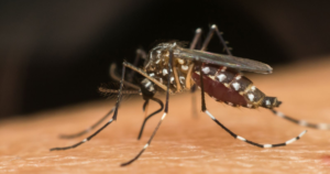Mosquitos com bactéria contra dengue serão soltos em Itajaí