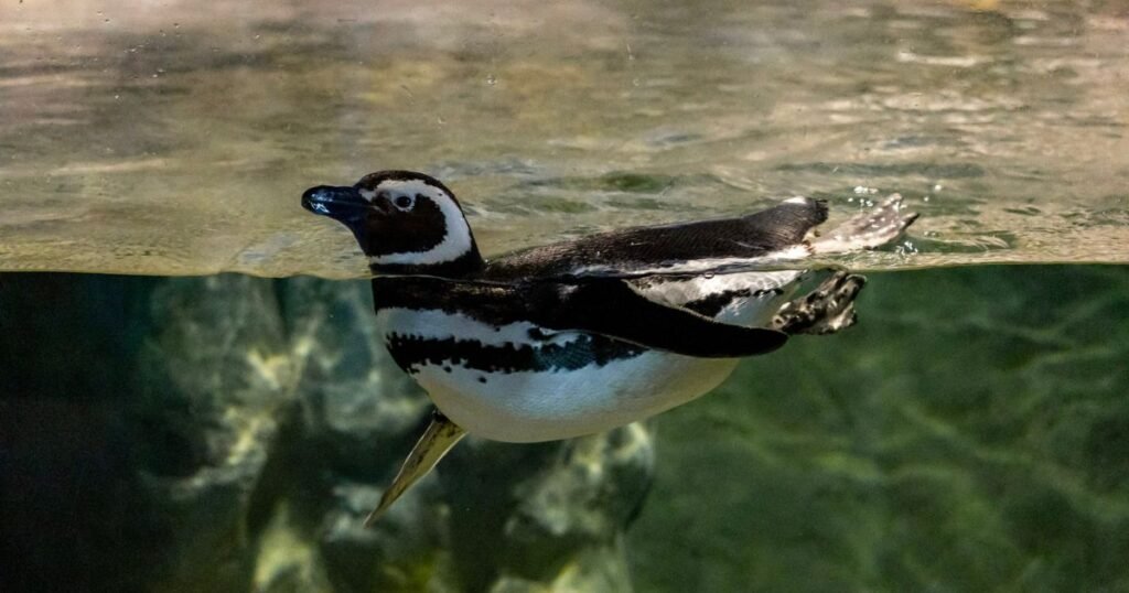 Inverno aumenta presença de animais marinhos nas praias de SC