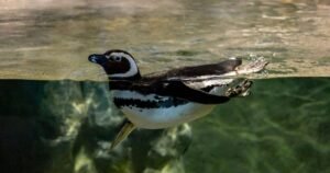 Inverno aumenta presença de animais marinhos nas praias de SC
