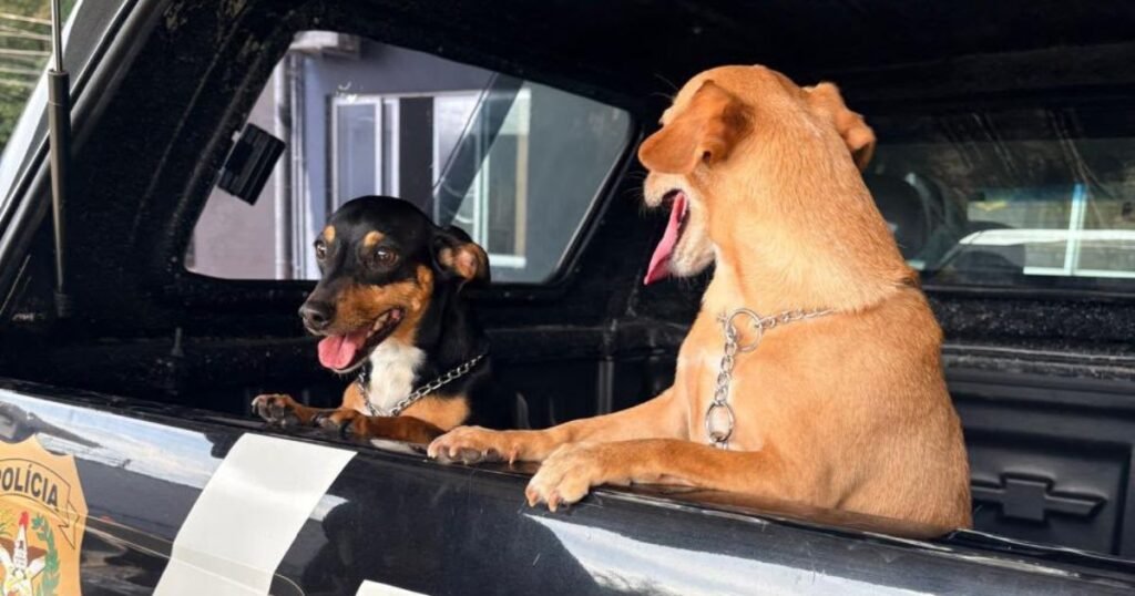 Polícia Civil indicia tutor por maus-tratos de cães em Blumenau