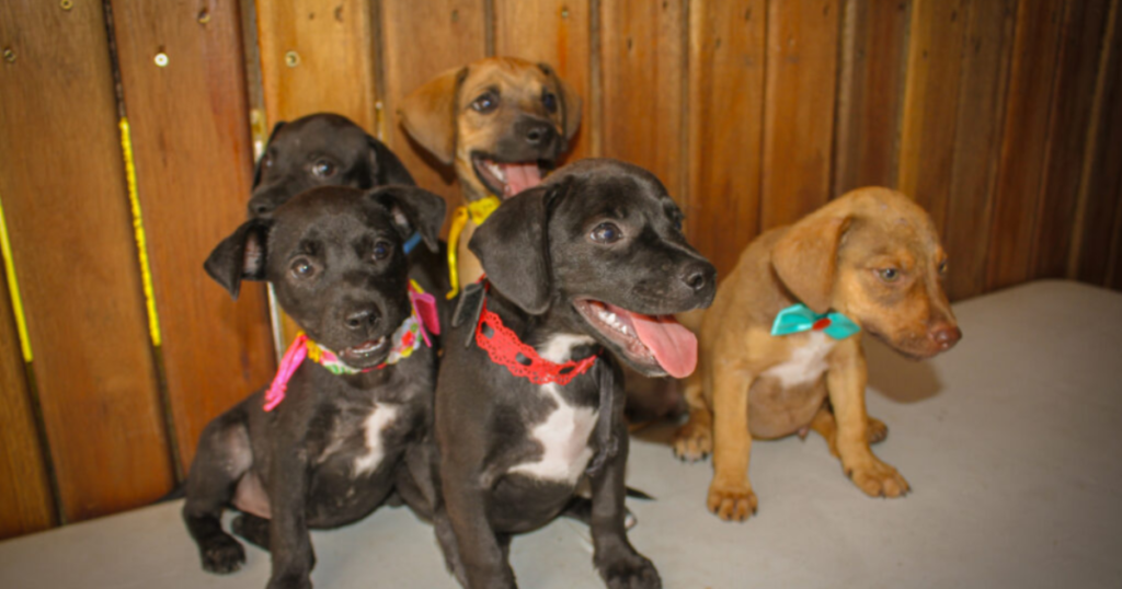 Navegantes abre campanha de vacinação gratuita para pets