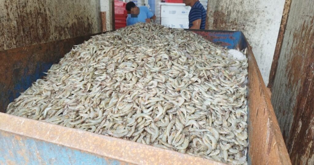 Mais de 10 toneladas de pescados são descartados no Litoral Norte