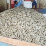 Fiscalização de pescados em Santa Catarina