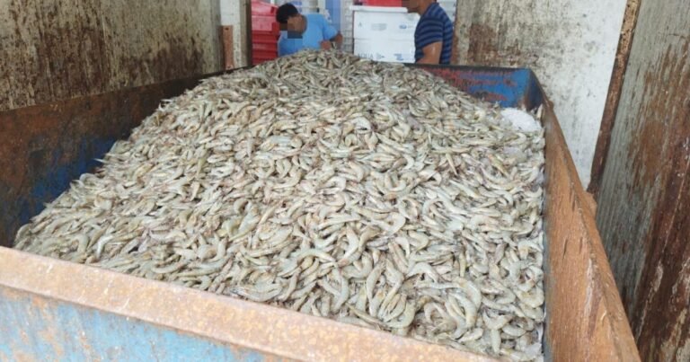 Mais de 10 toneladas de pescados são descartados no Litoral Norte