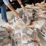 Fiscalização do MPSC em peixaria de Balneário Camboriú que resultou na prisão do proprietário.